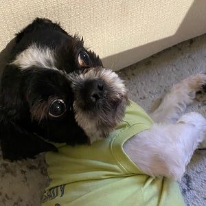 Meet your Posher, Gregory